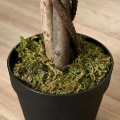 160cm Artificial Ficus Tree -office furniture shop 0909070049 2